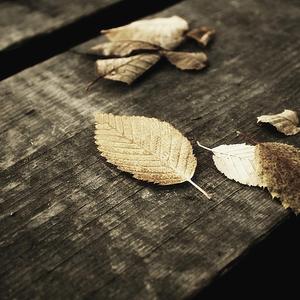 丰满多毛旳大荫道视频
